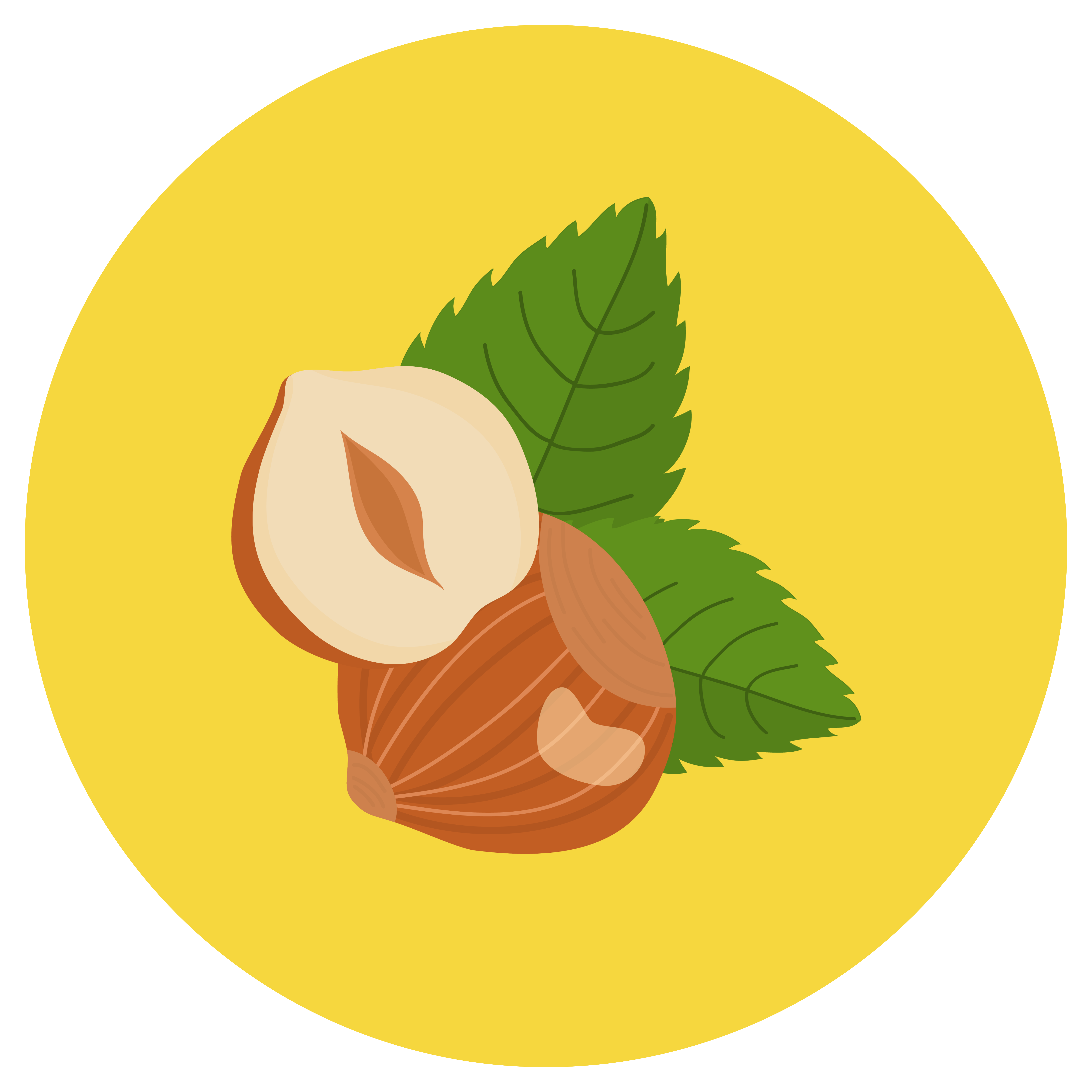 betulacee