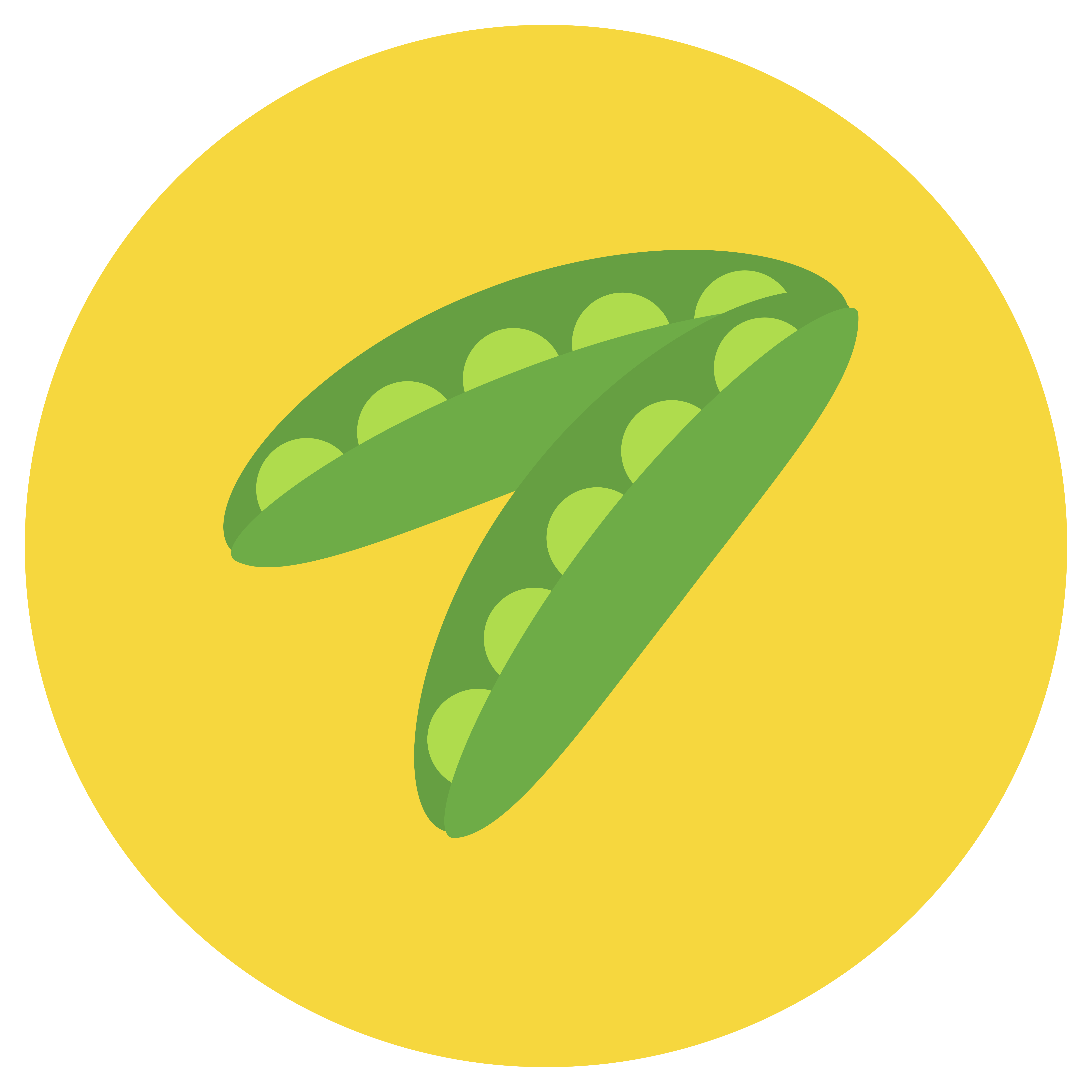 fabacee