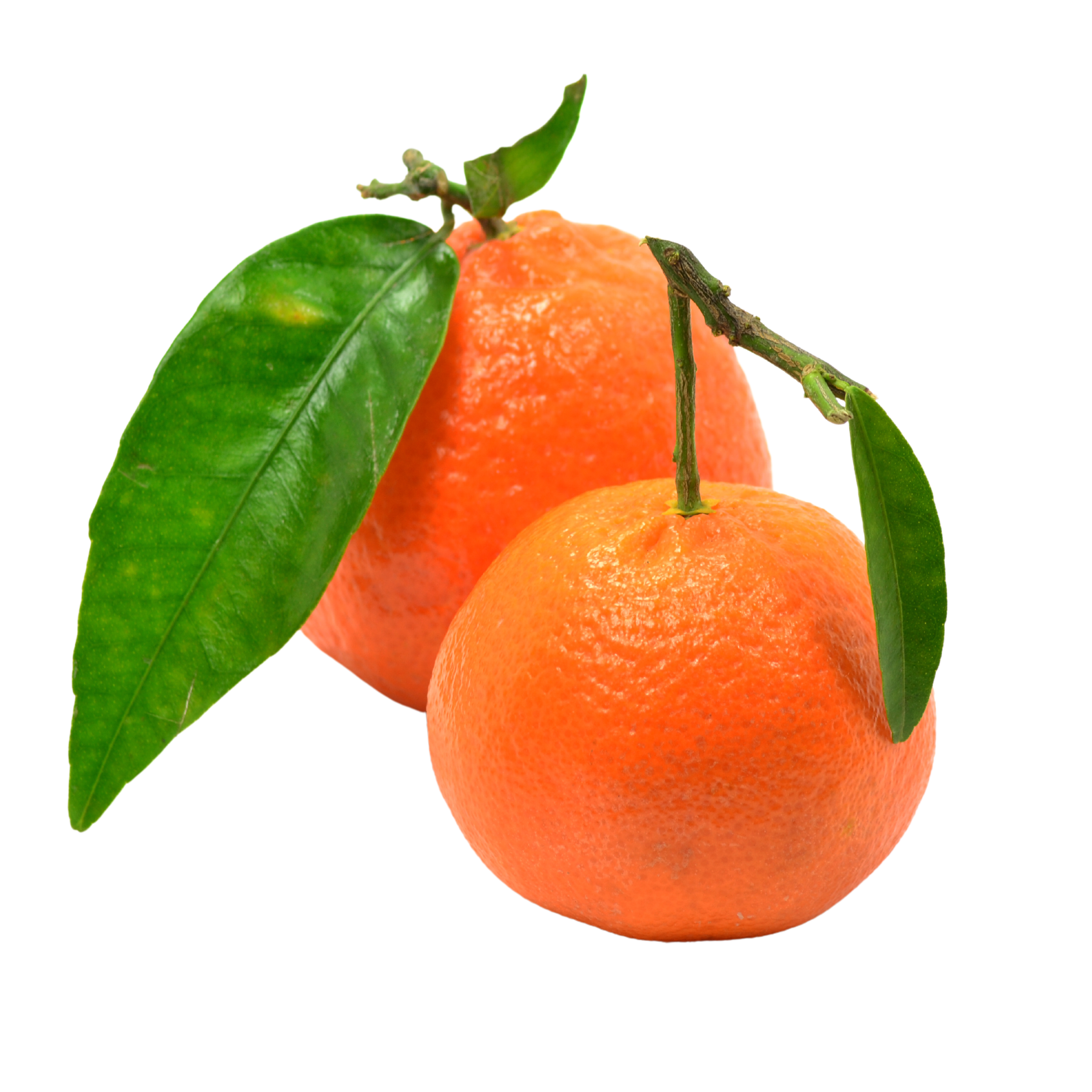clementine