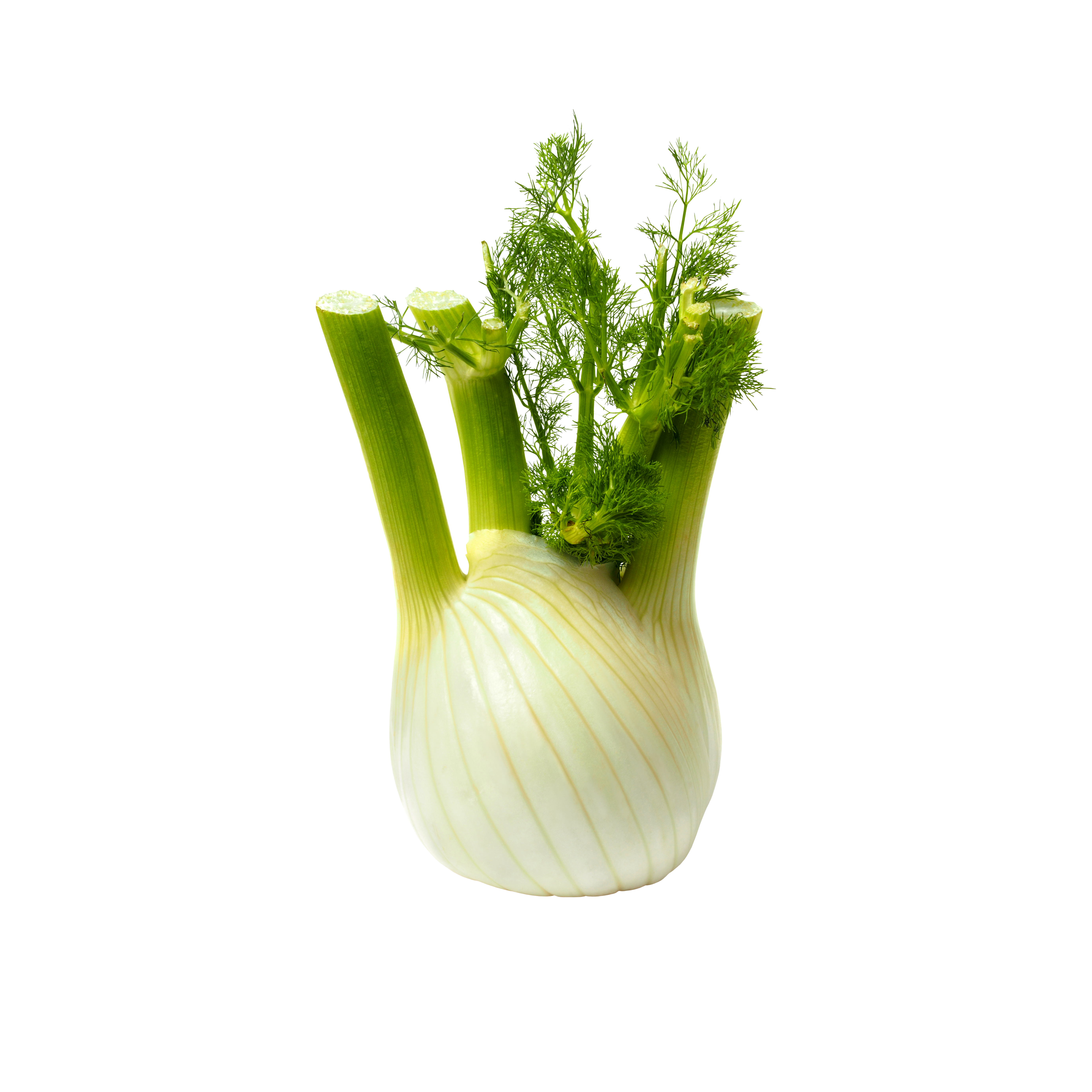 finocchi