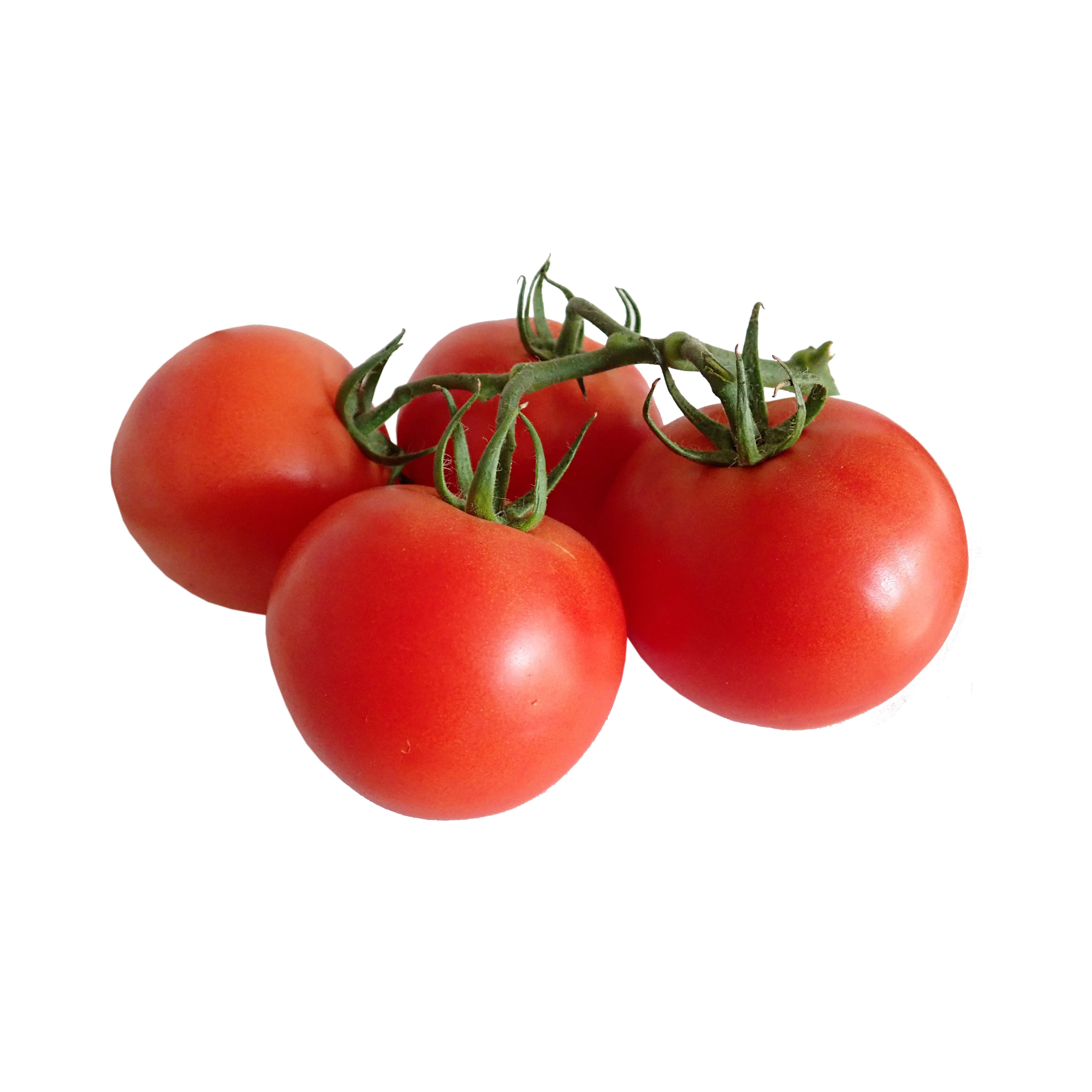 pomodoro_fresco
