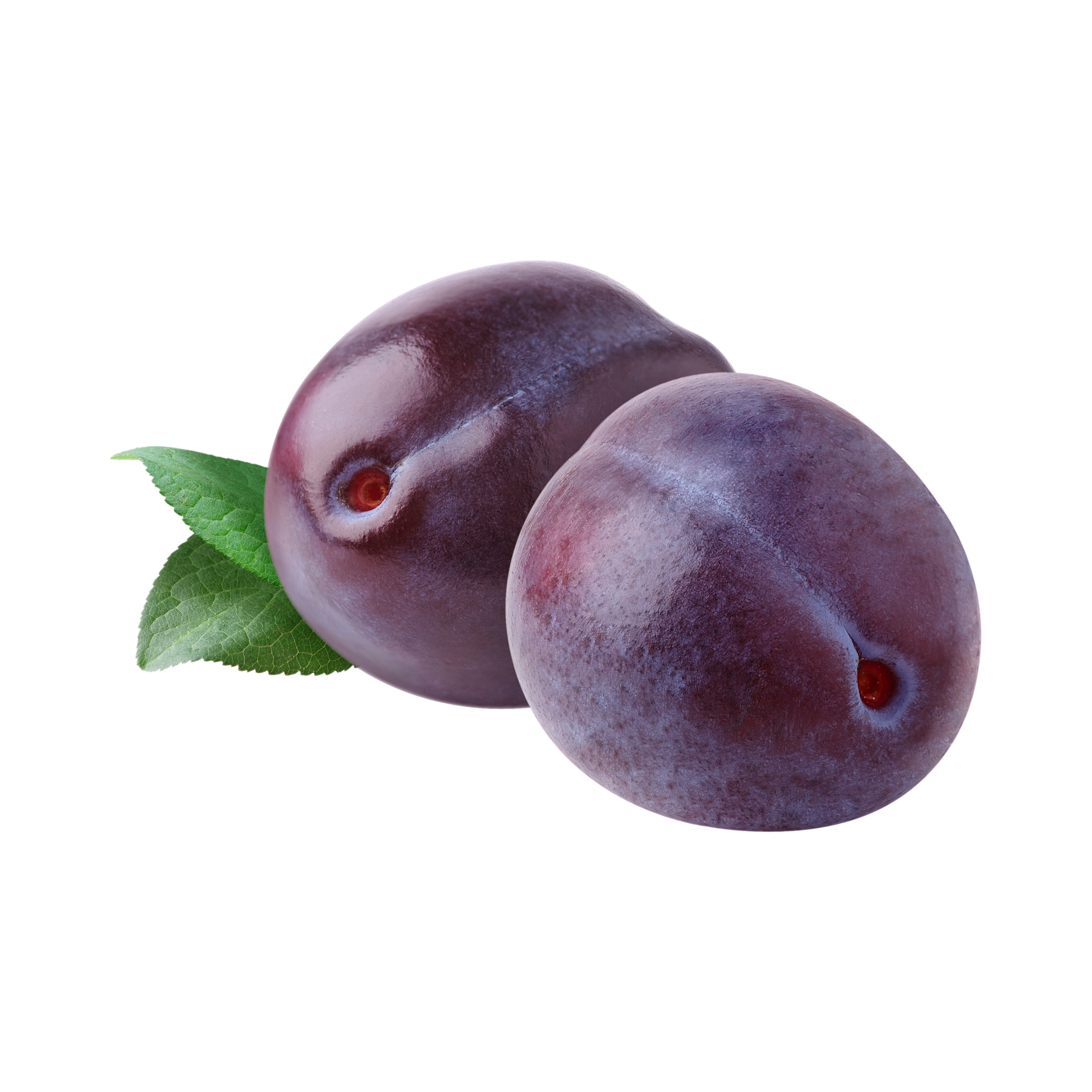 susine